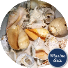 Sea Washed Feature Shells - Bargain Box
